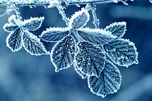 snow covered leaf HD wallpaper